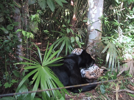 Jaguars Cuddling1